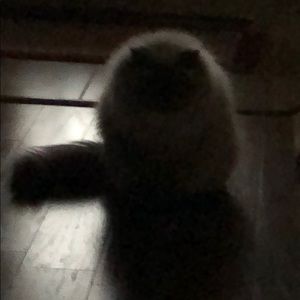 Meet your Posher, Lori